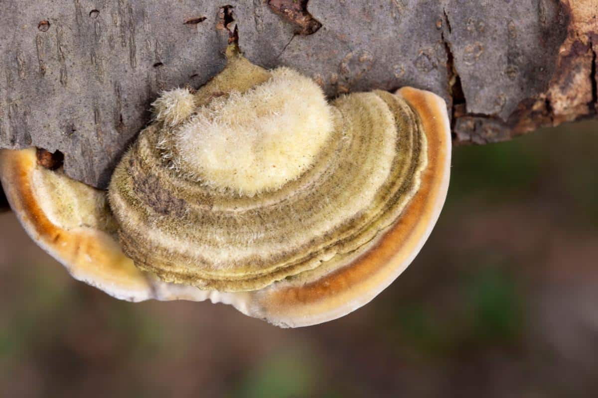 Trametes hirsuta fungus