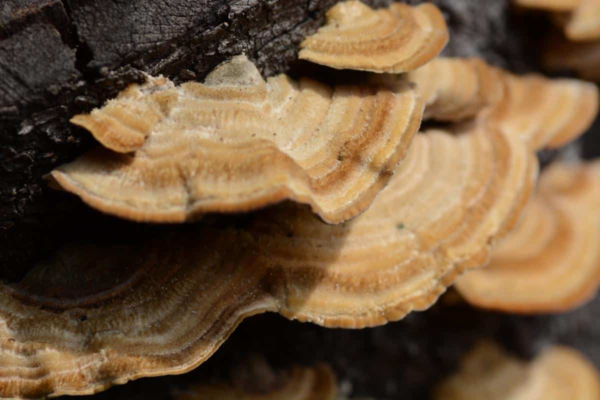 Trametes hirsuta