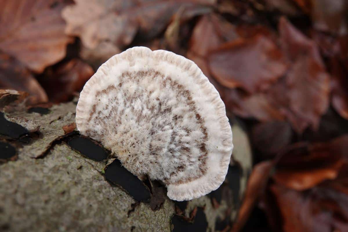 Trametes hirsuta