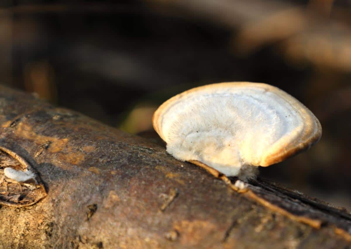 velvet polypore mushroom Trametes hirsuta