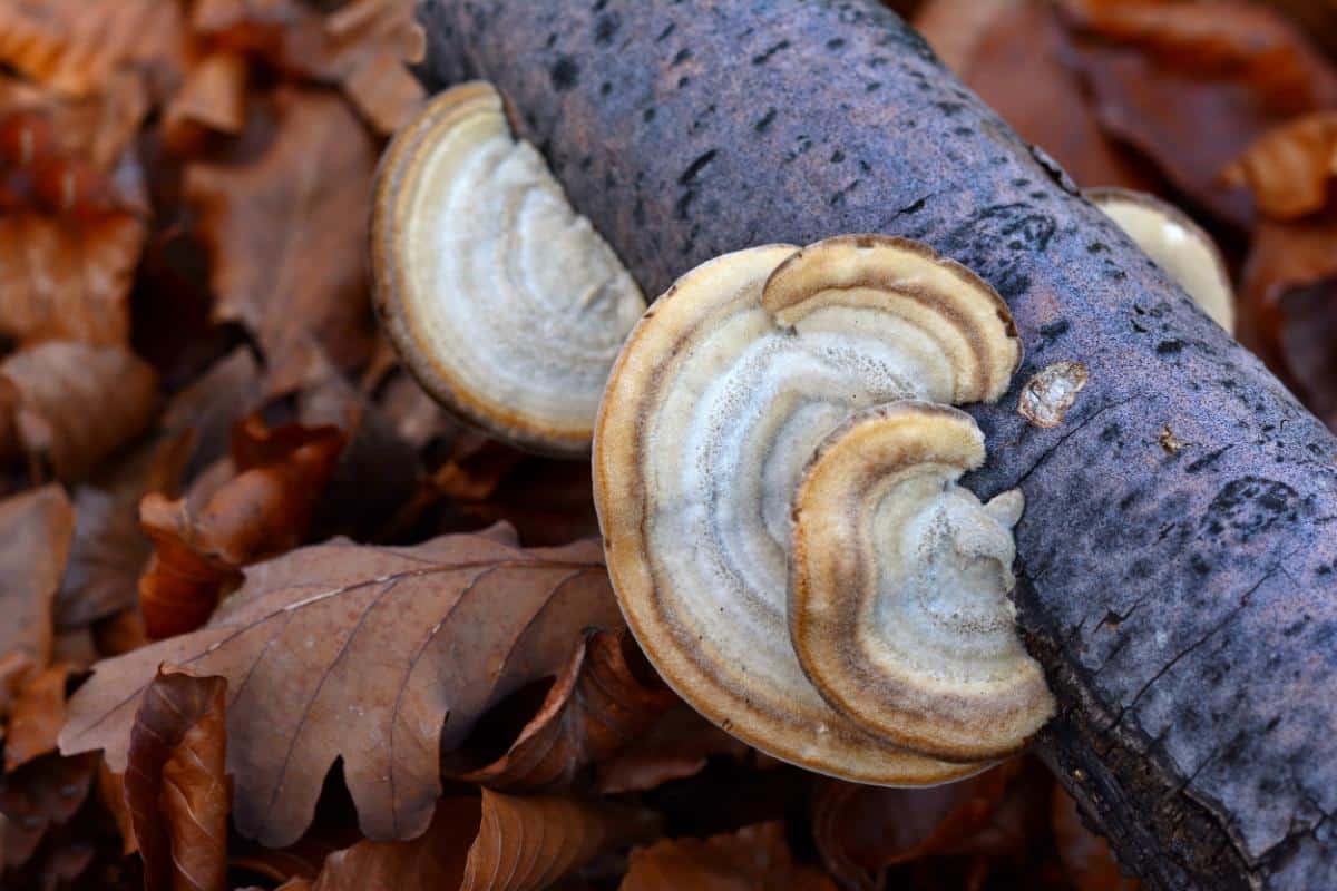 Trametes hirsuta