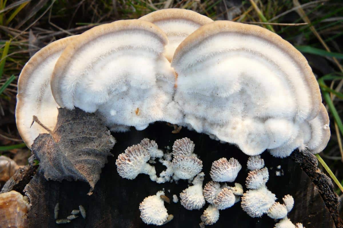 Trametes hirsuta mushroom