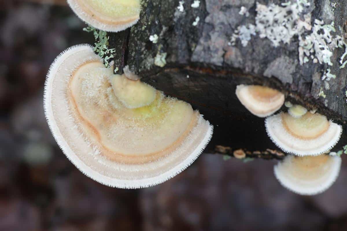 hairy bracket mushroom