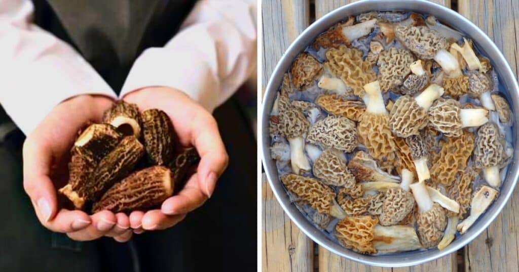 Are Morels Dangerous? Navigating the Risks and Rewards of this Popular