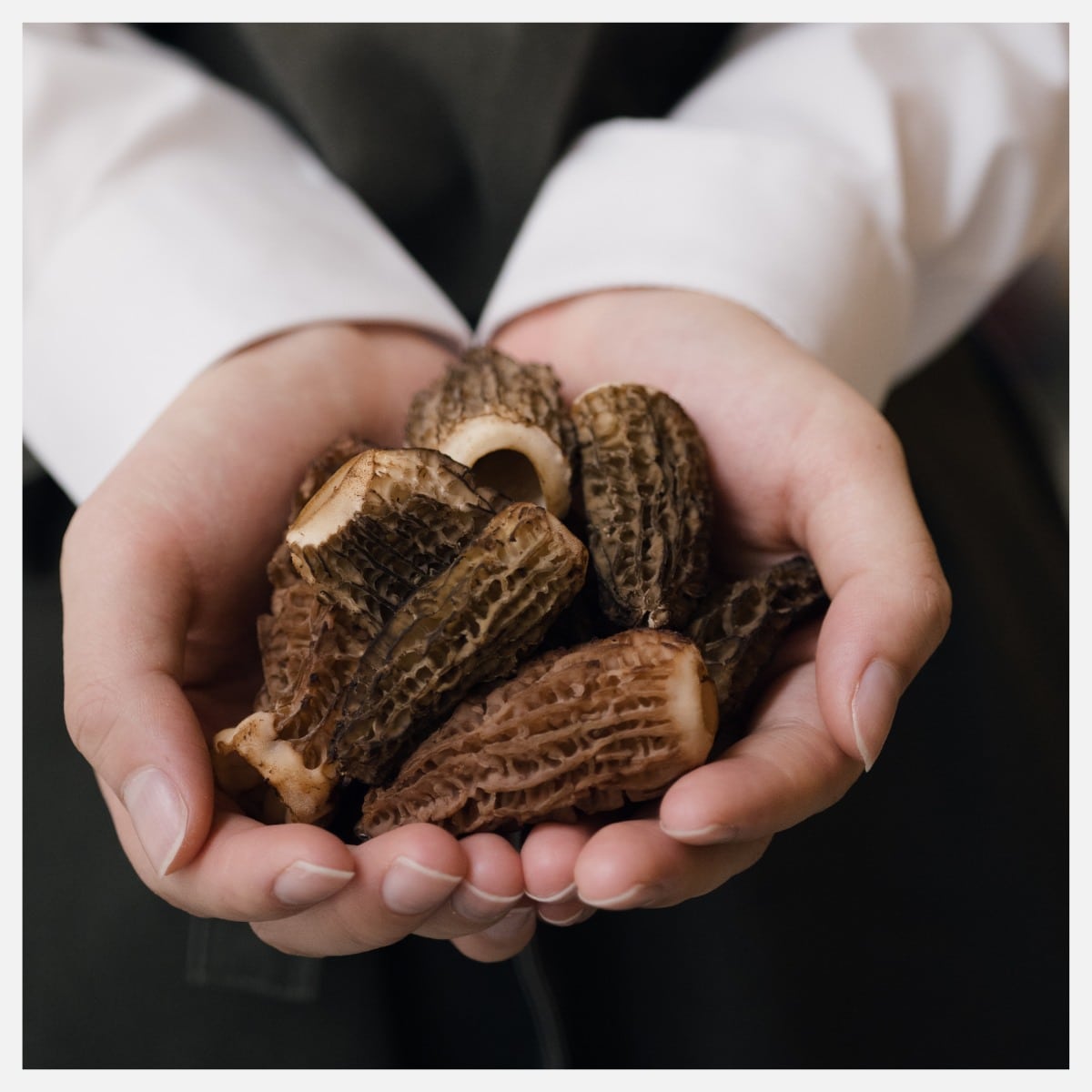 morel mushrooms