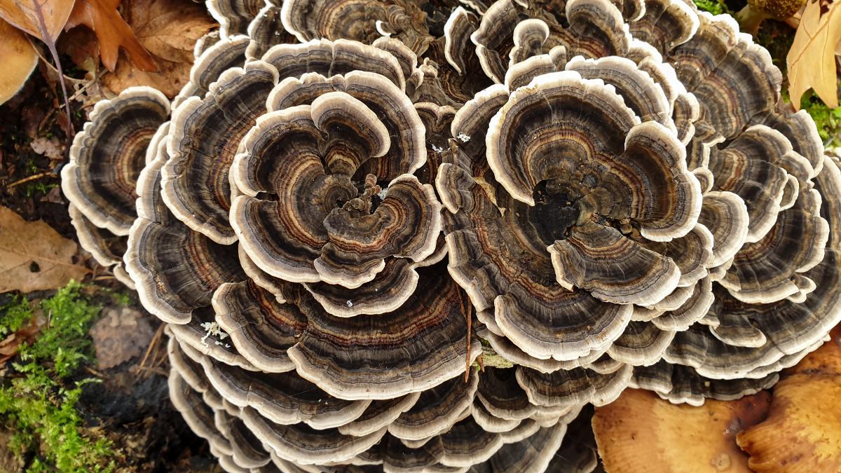 turkey tail mushrooms