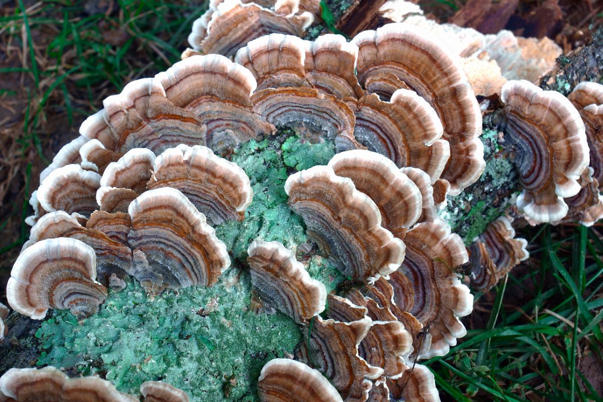 turkey tails