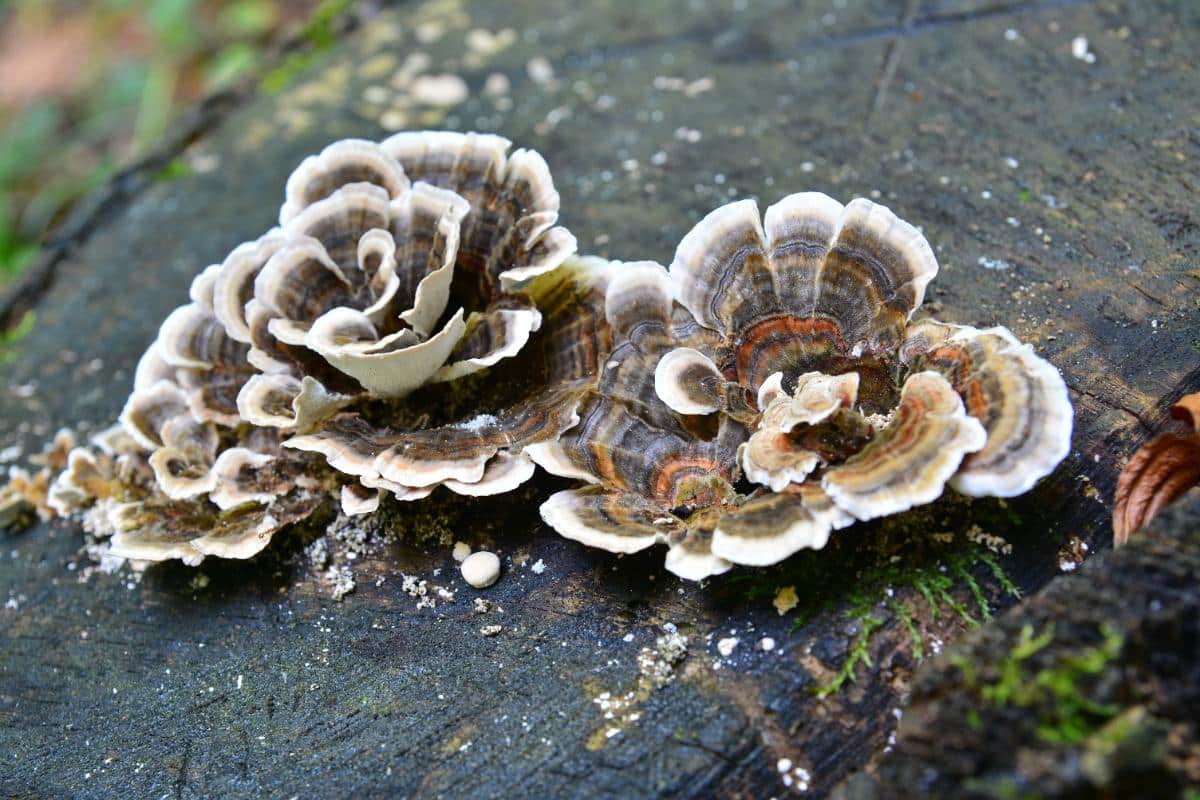 trametes versicolor