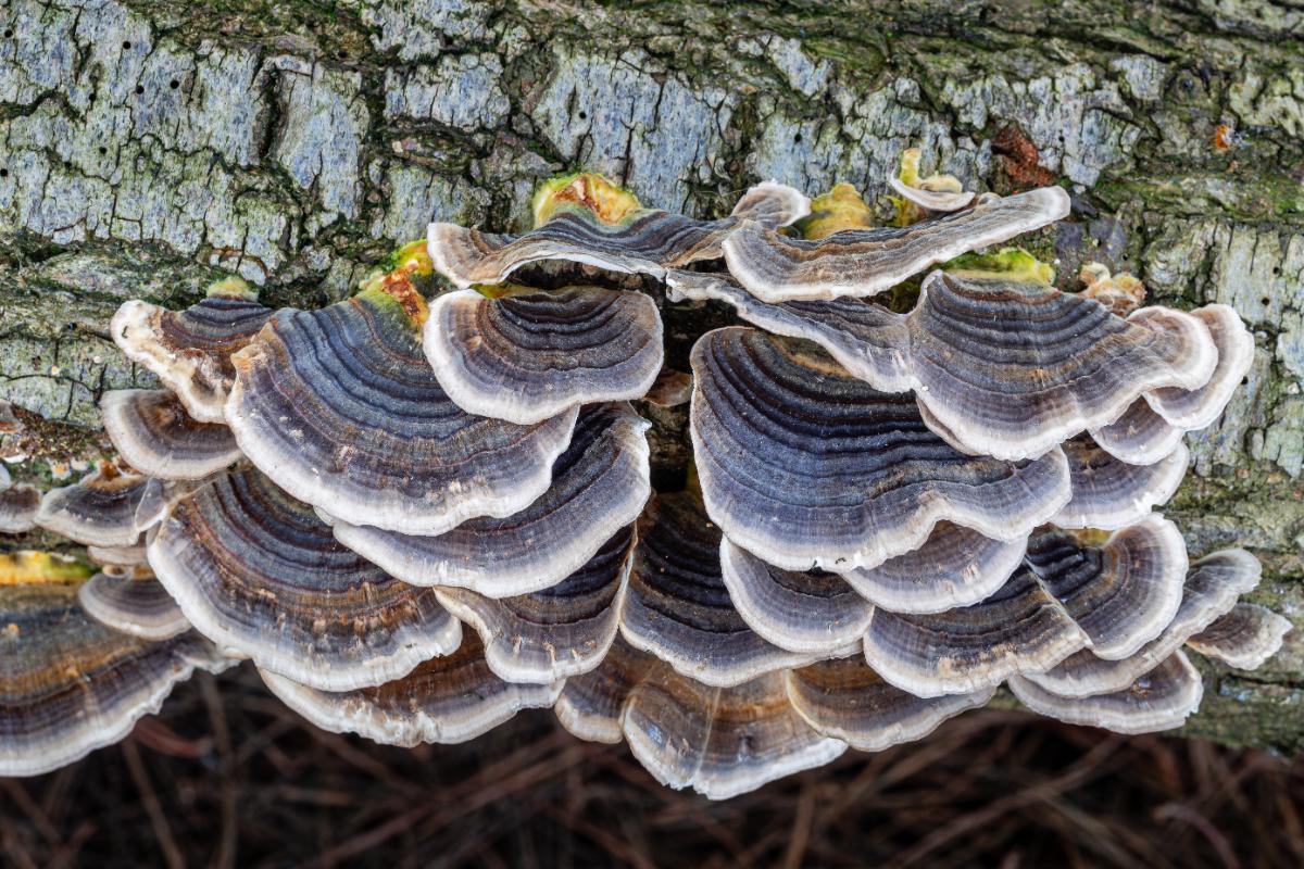 turkey tail mushroom