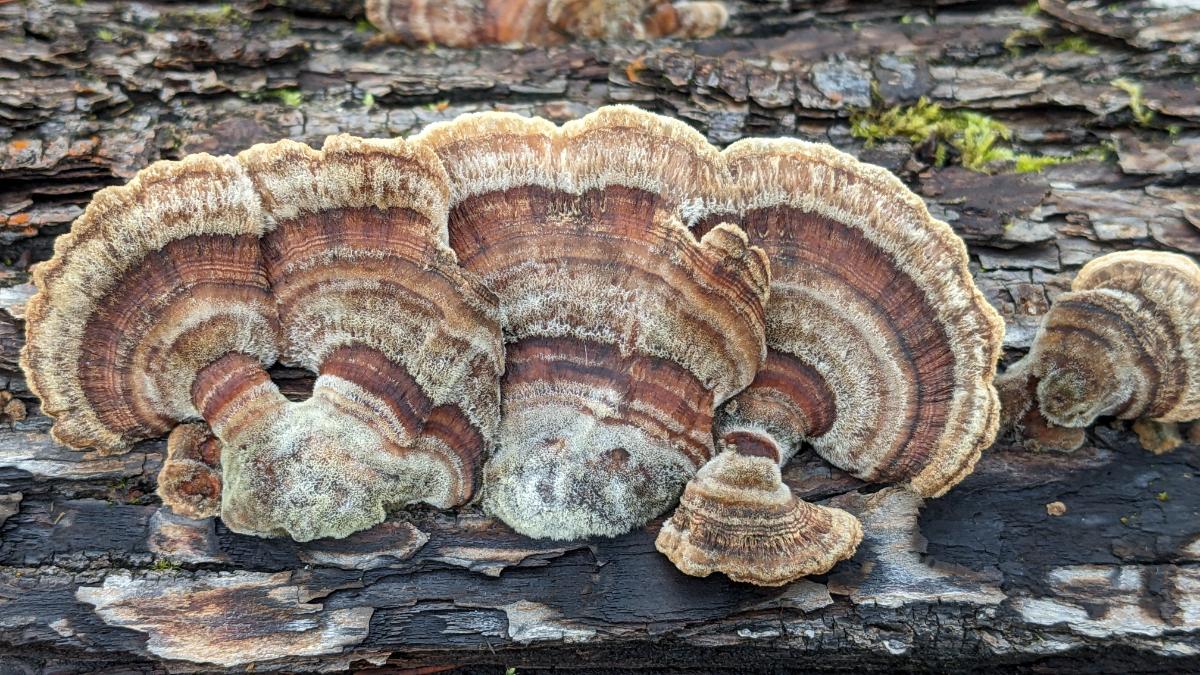 turkey tails