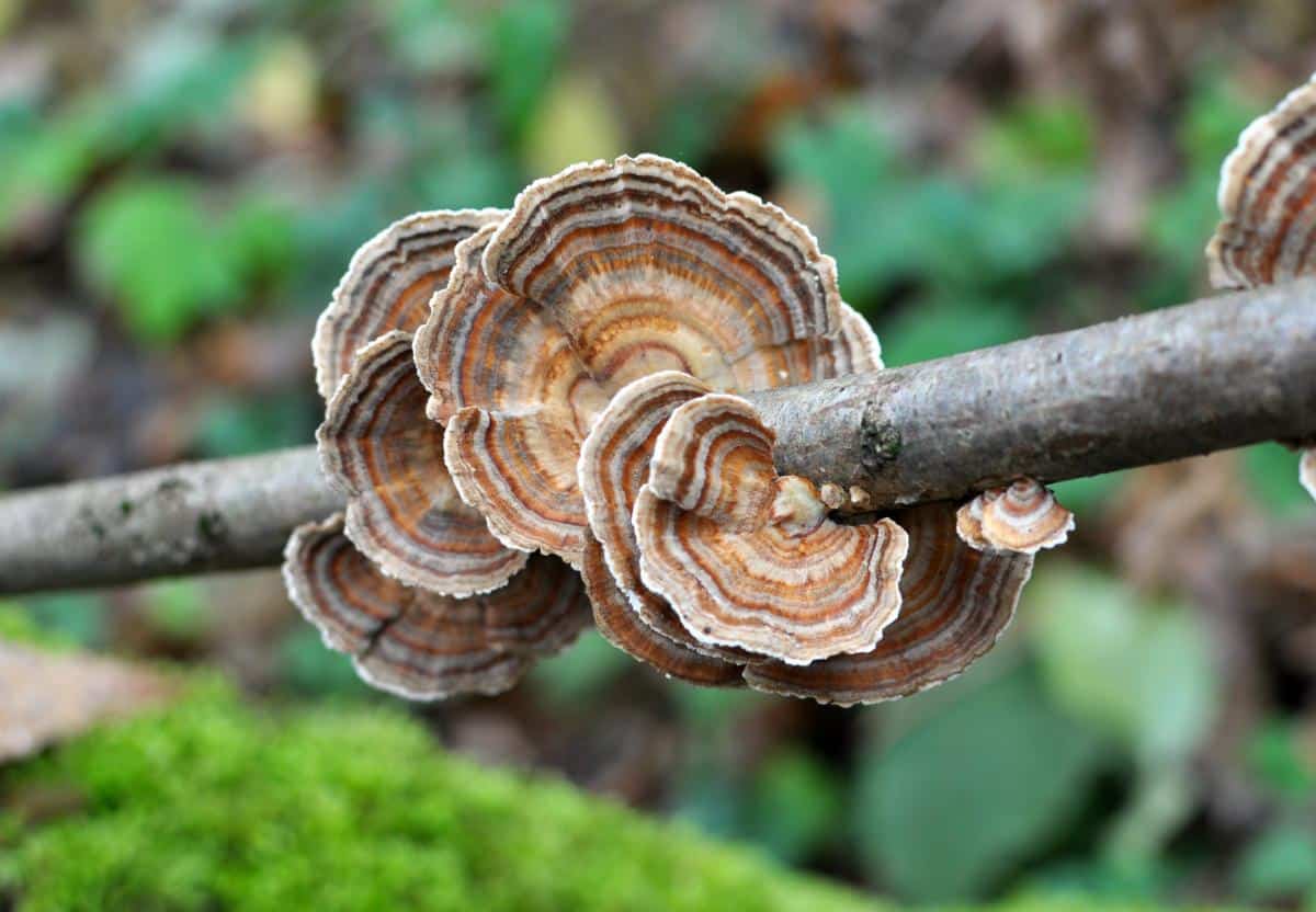 turkey tail