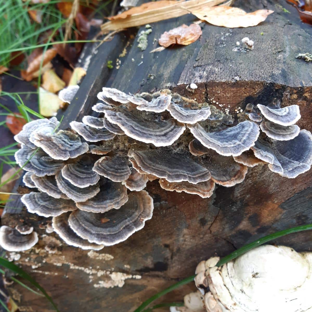 trametes versicolor