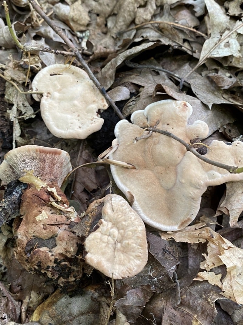 velvet tooth fungus