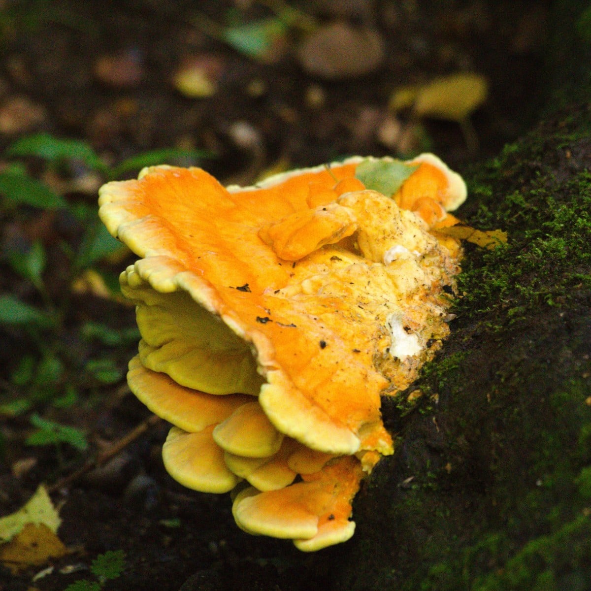 chicken of the woods laetiporus