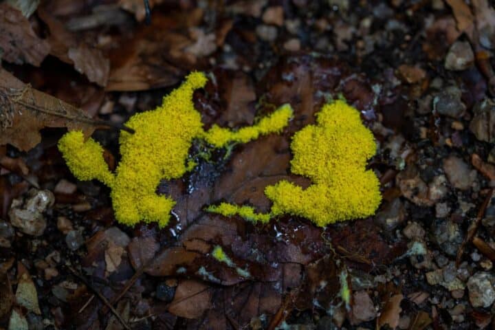 dog-vomit-slime-mold-comprehensive-identification-guide-mushroom