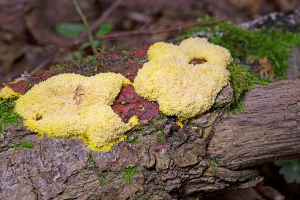 dog-vomit-slime-mold-comprehensive-identification-guide-mushroom
