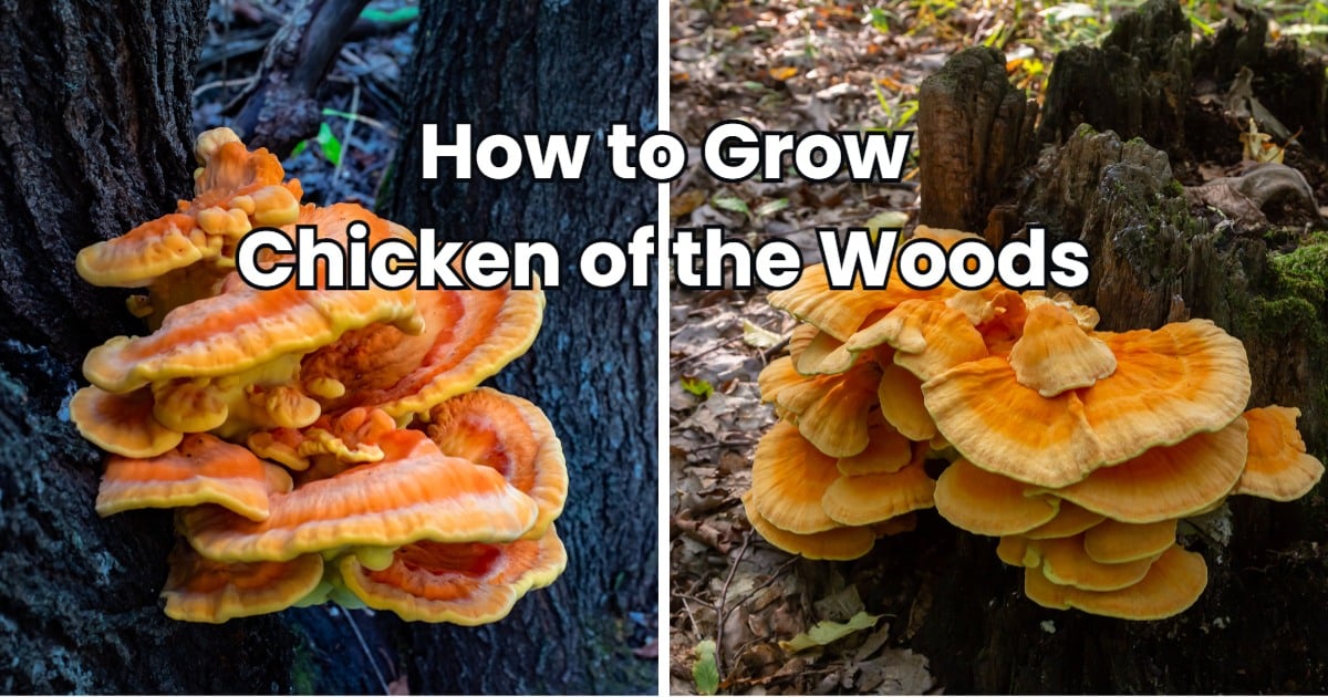 How To Grow Chicken Of The Woods