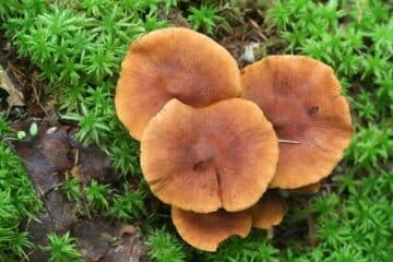 The Deadly Webcaps: Comprehensive Identification Guide - Mushroom ...