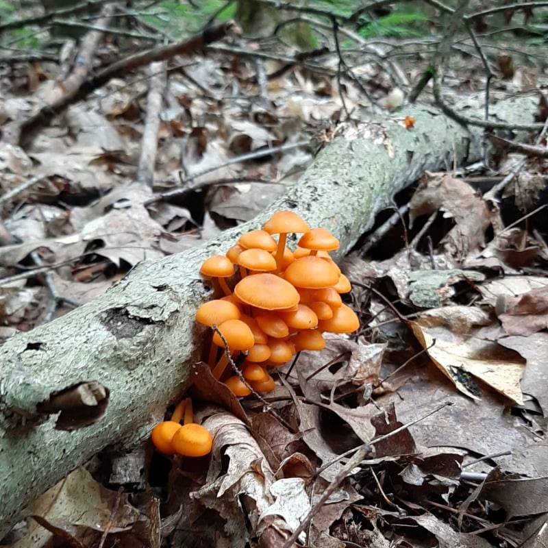 orange mycena mushrooms