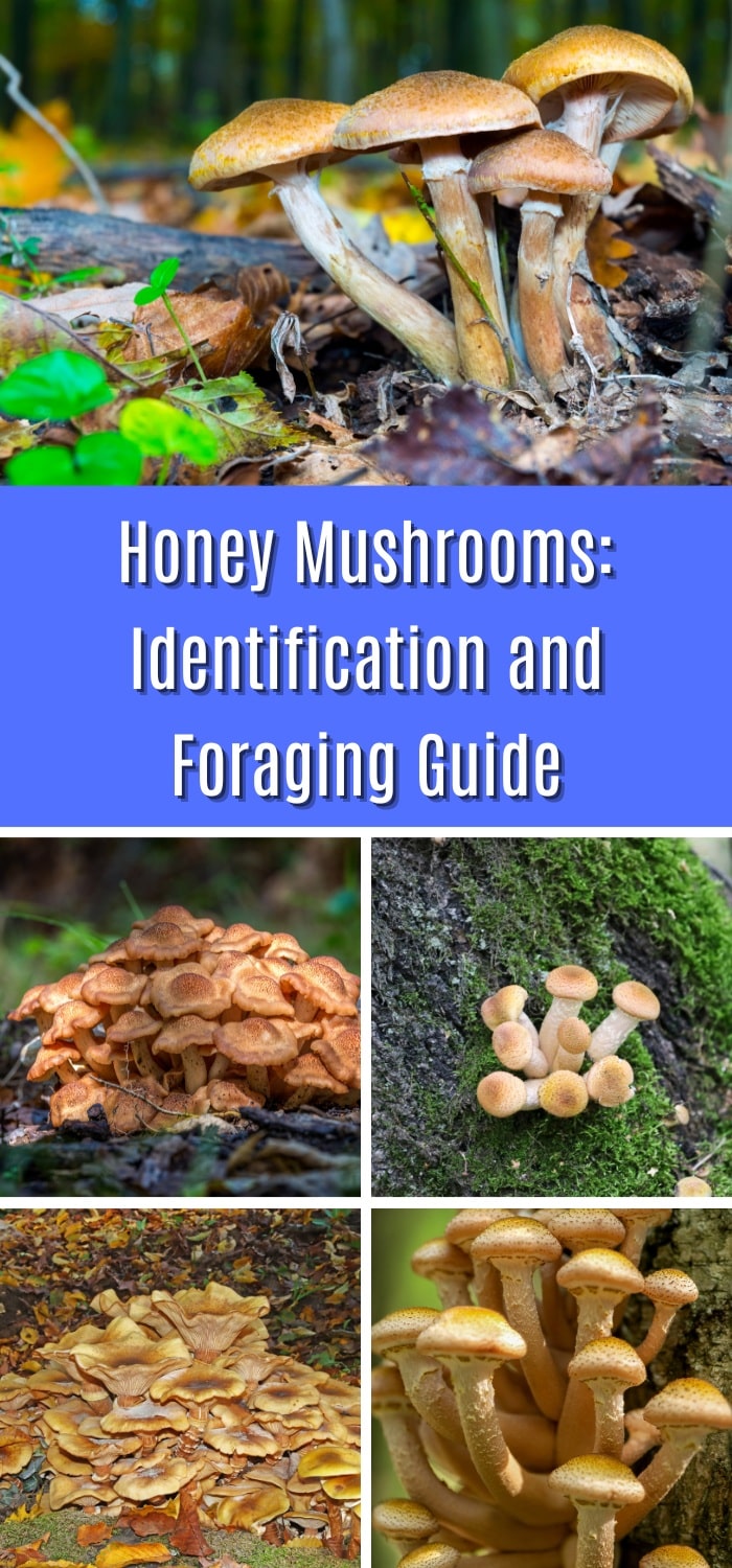Honey Mushrooms: Identification and Foraging Guide - Mushroom Appreciation