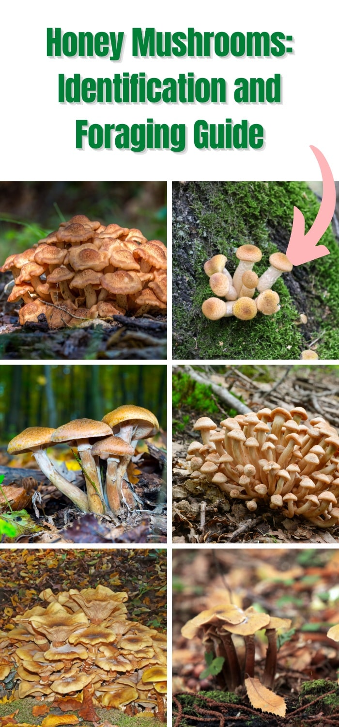 Honey Mushrooms: Identification and Foraging Guide - Mushroom Appreciation