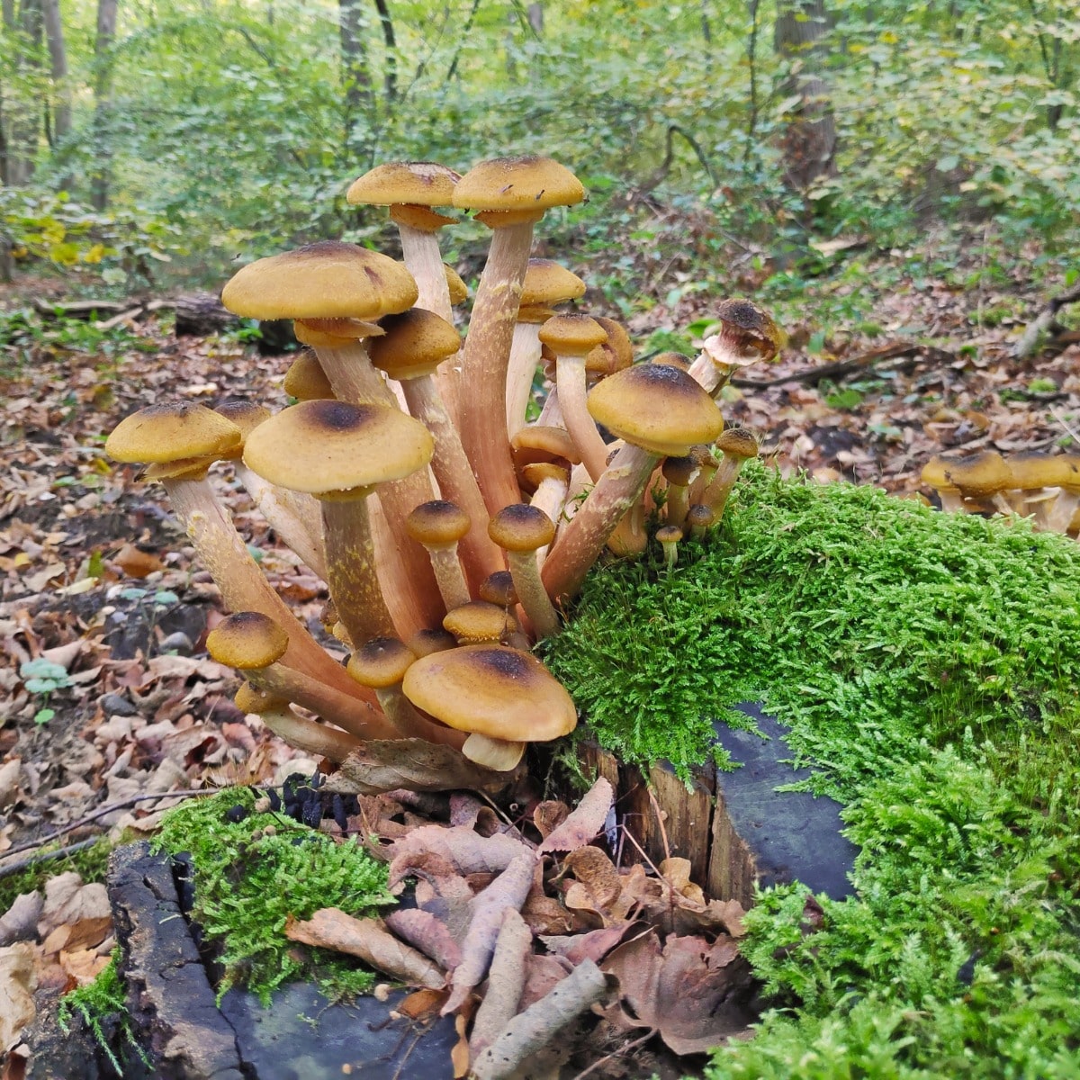honey mushrooms