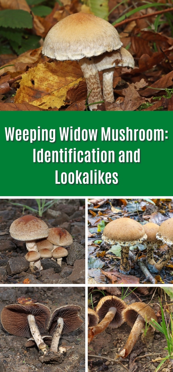 weeping-widow-mushroom-identification-and-lookalikes-mushroom