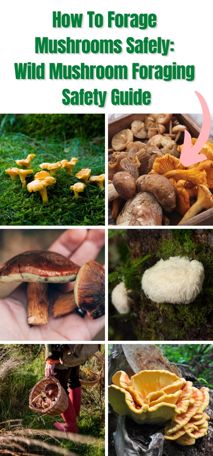 How To Forage Mushrooms Safely Wild Mushroom Foraging Safety Guide