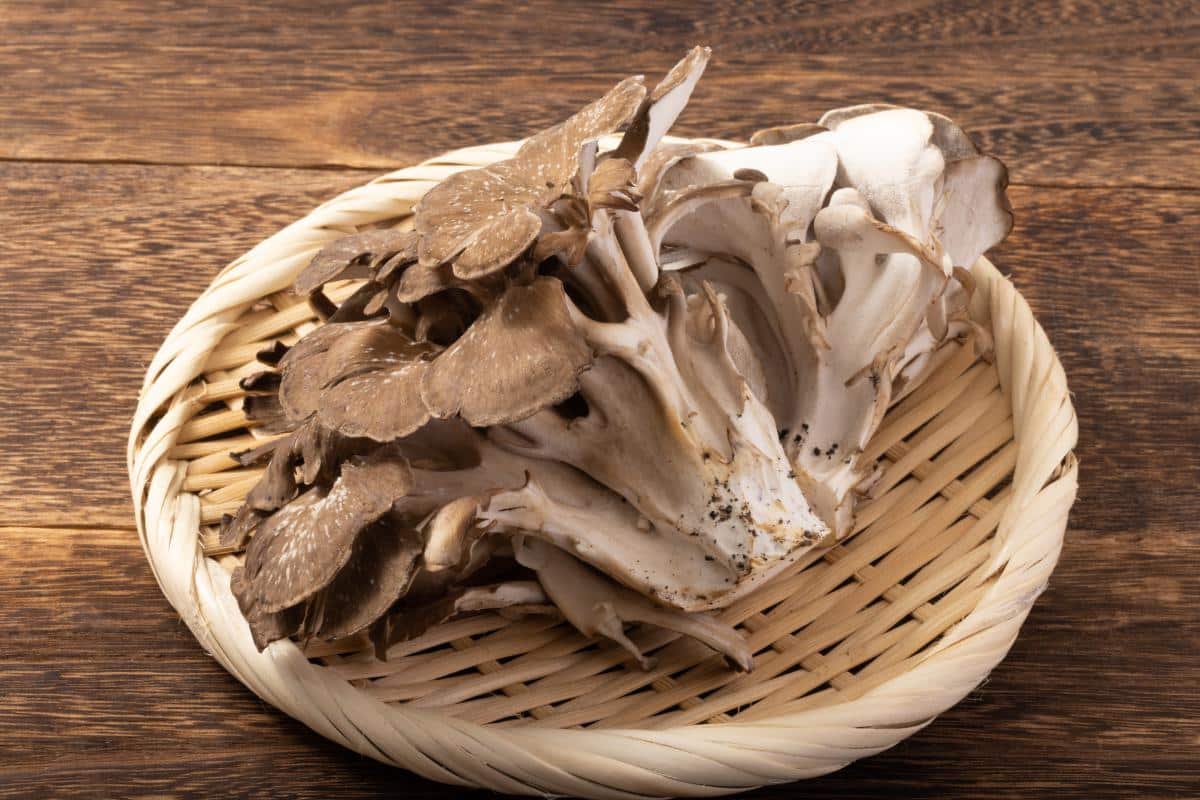 hen of the woods mushroom