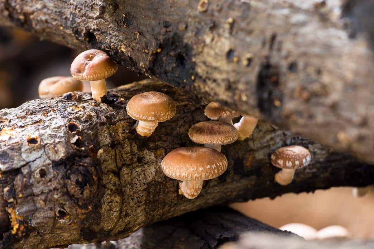 shiitake mushrooms, facts about mushrooms
