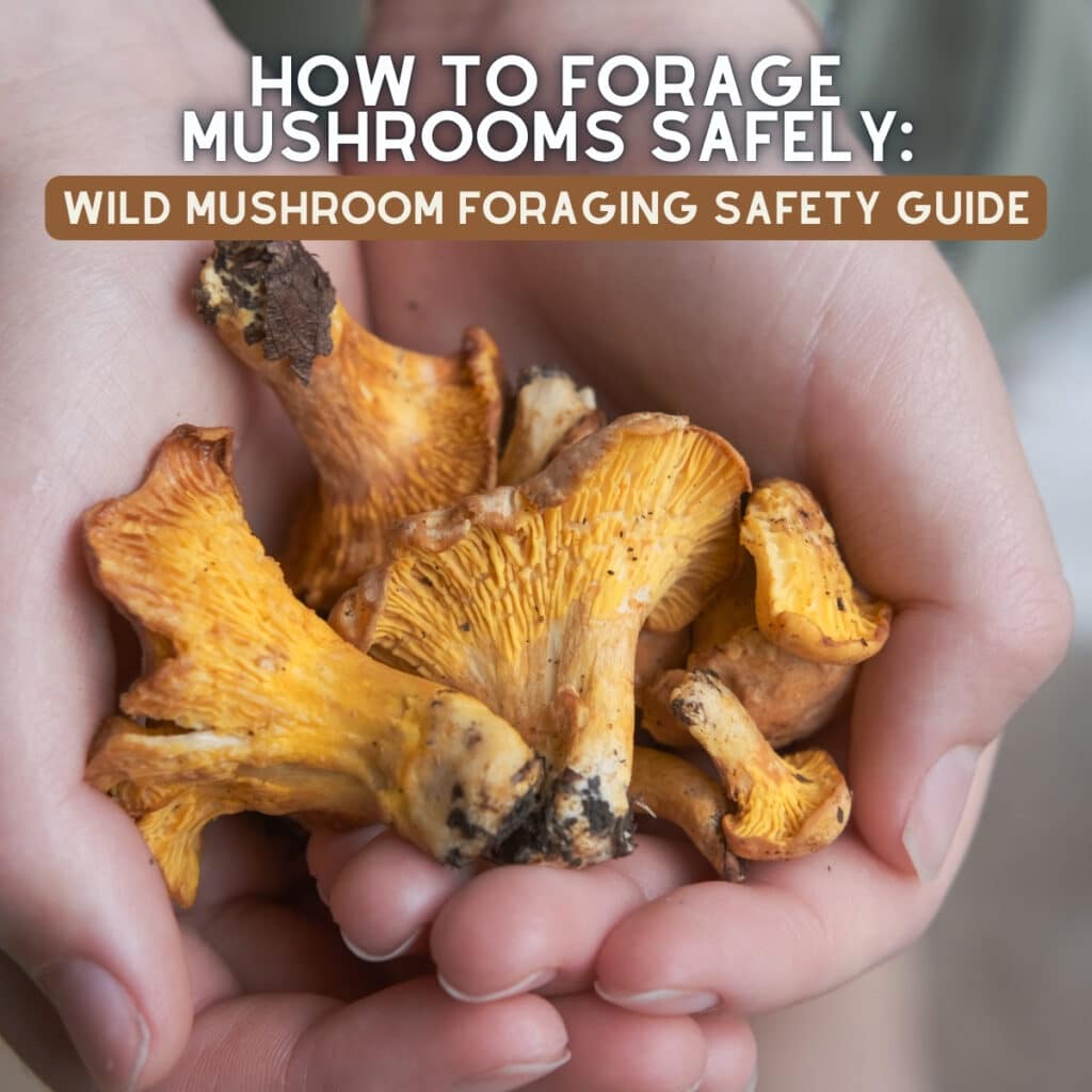 Caesar Mushrooms Foraging and Lookalikes (US Edition) Mushroom