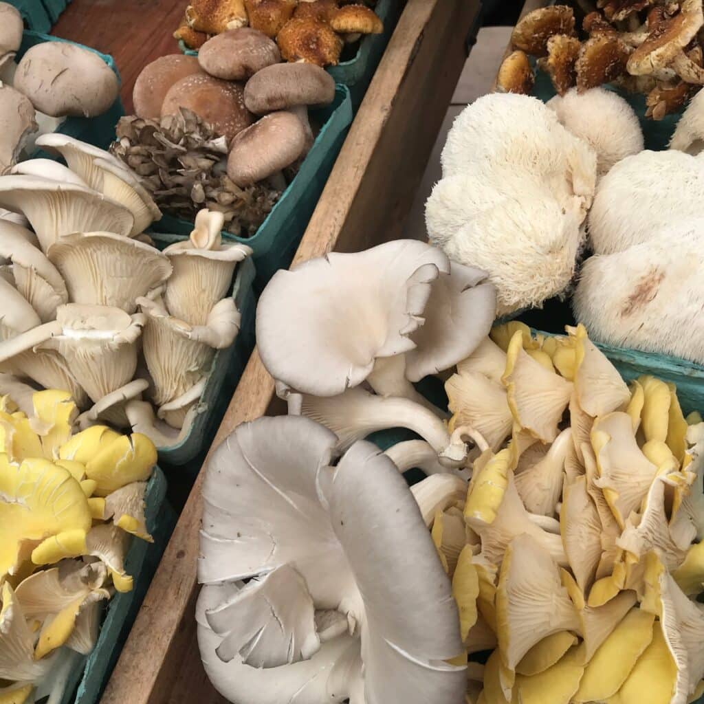 10 Easy Morel Mushroom Recipes - Mushroom Appreciation