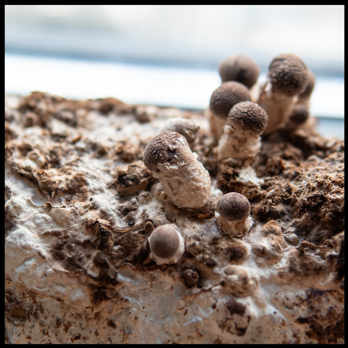 shiitake mushroom pins growing