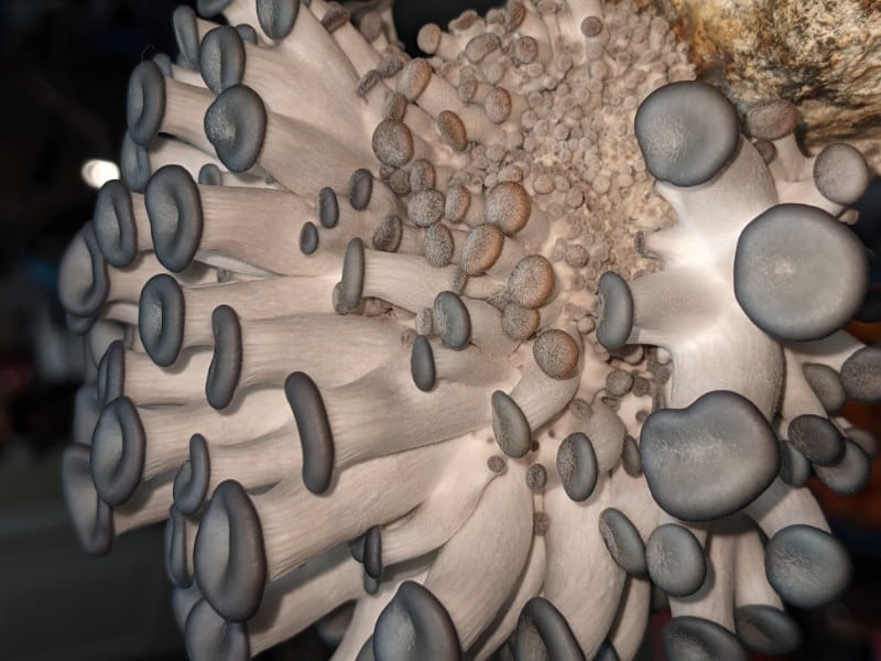blue oyster mushrooms