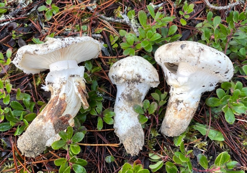 tricholoma mushroom stem sheath