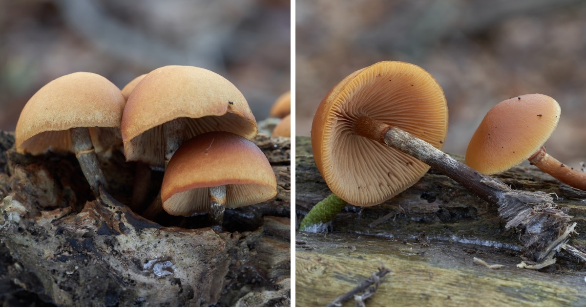 Funeral Bell Mushroom: All About This Aptly Named, Widespread Species