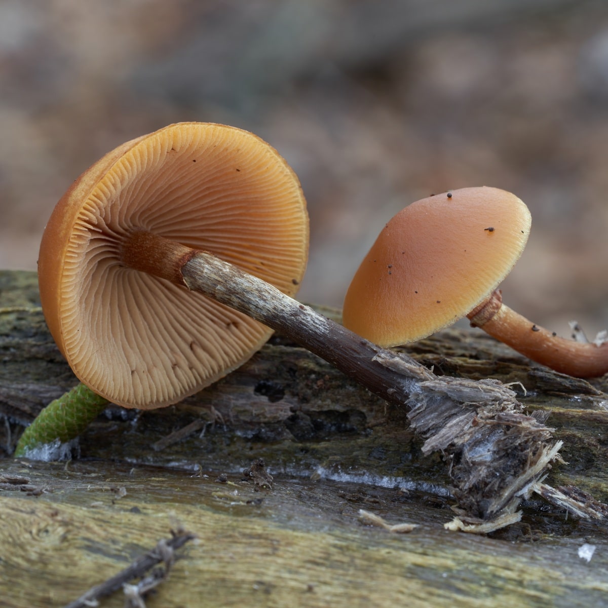 funeral bell mushrooms mycophobia