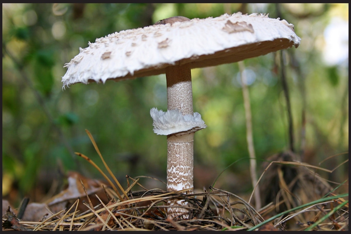 mushroom stem rings and skirts
