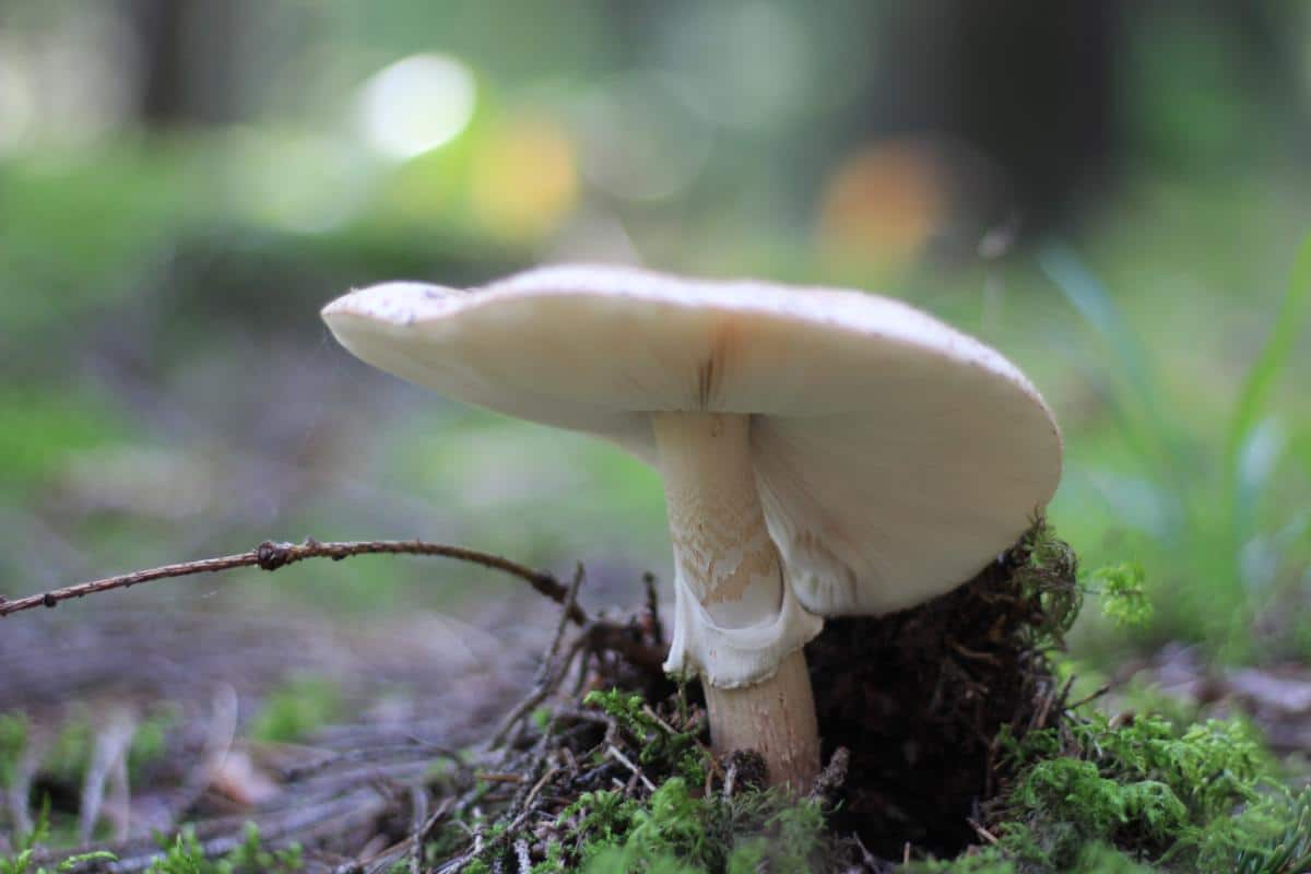 mushroom skirt example