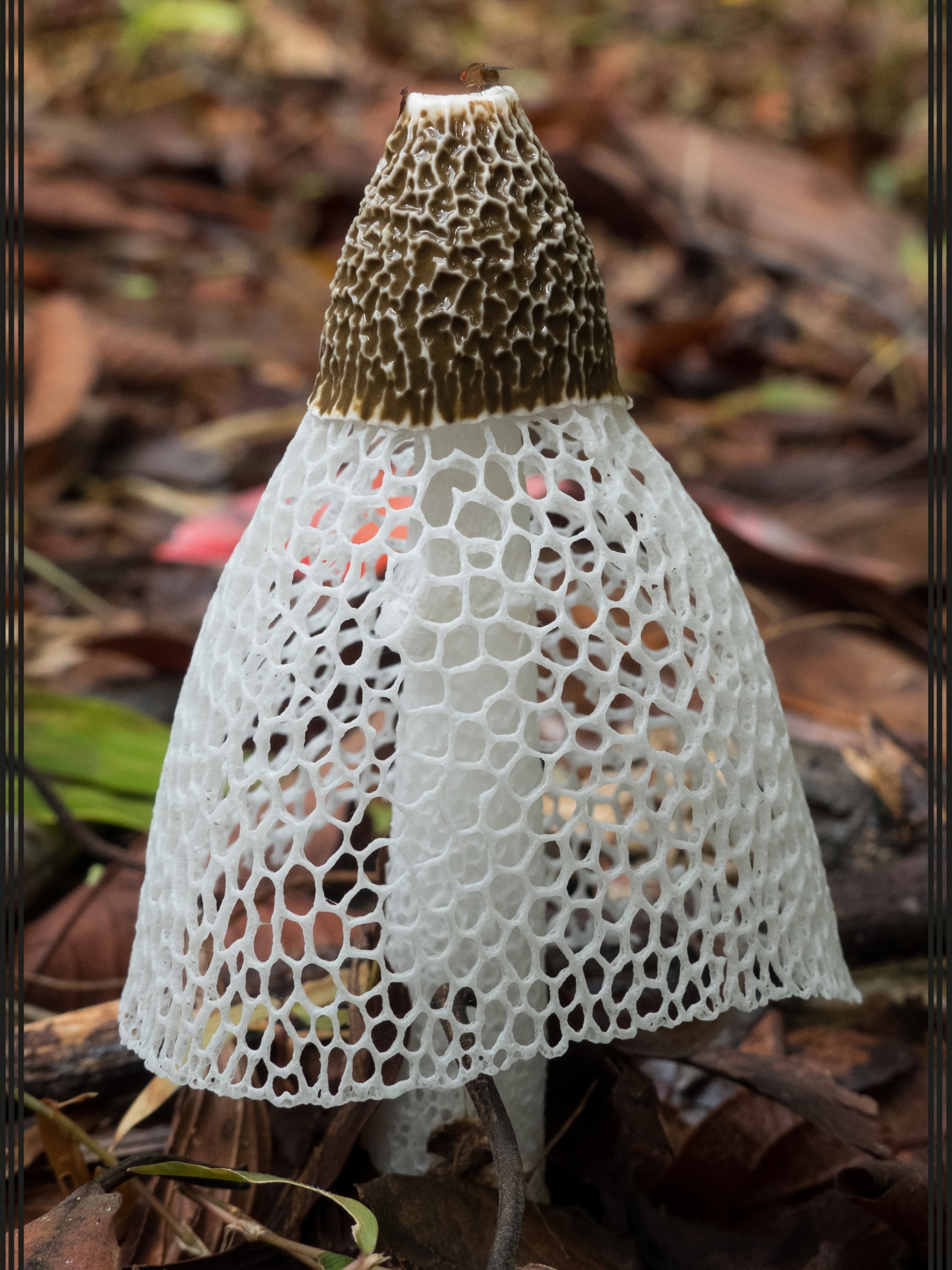 veiled lady mushroom