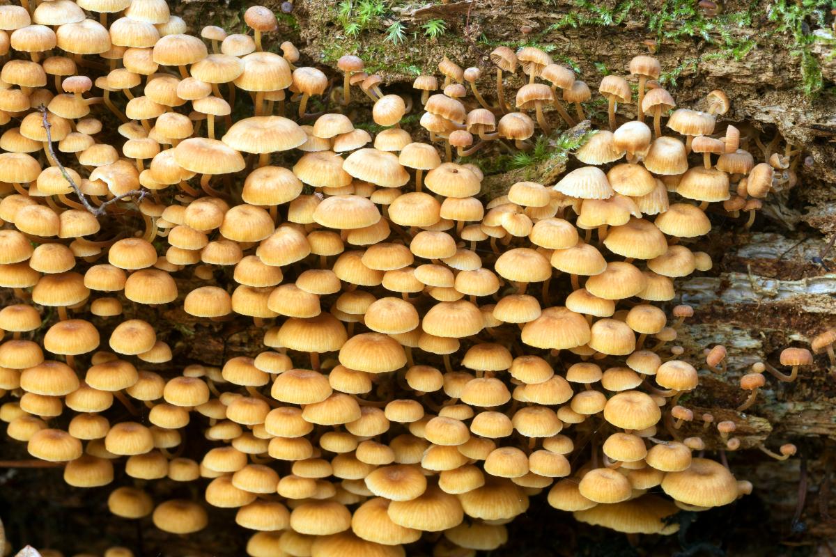 Xeromphalina