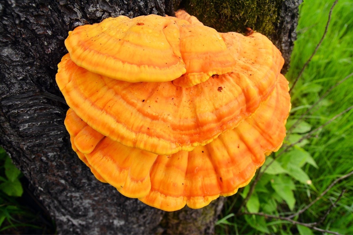 super bright chicken of the woods mushroom