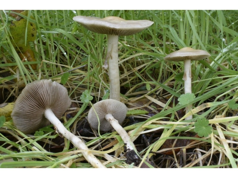 Agrocybe paludosa 