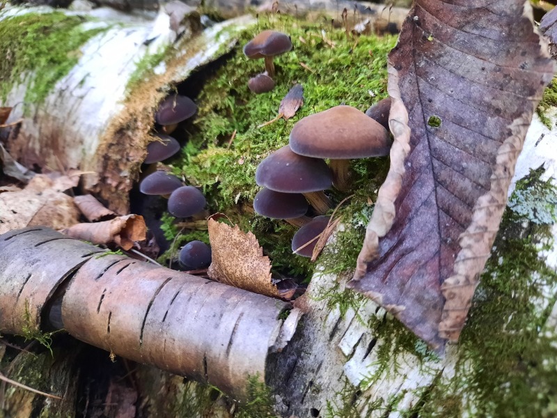 Agrocybe firma
