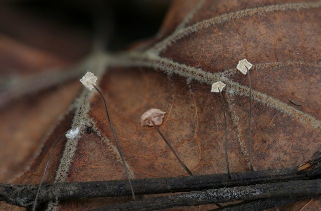 Marasmius felix