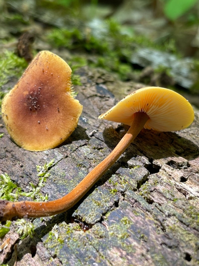 Heimiomyces tenuipes (previously Xeromphalina tenuipes)