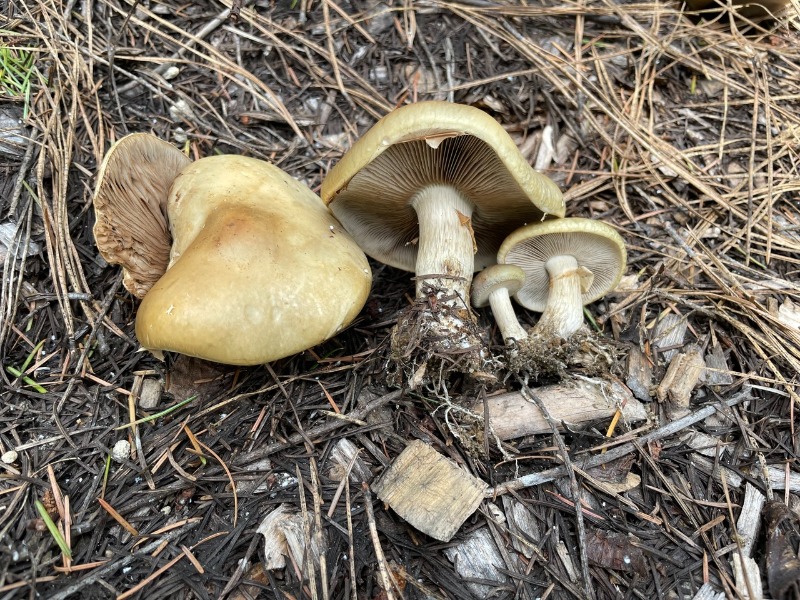 Agrocybe praecox