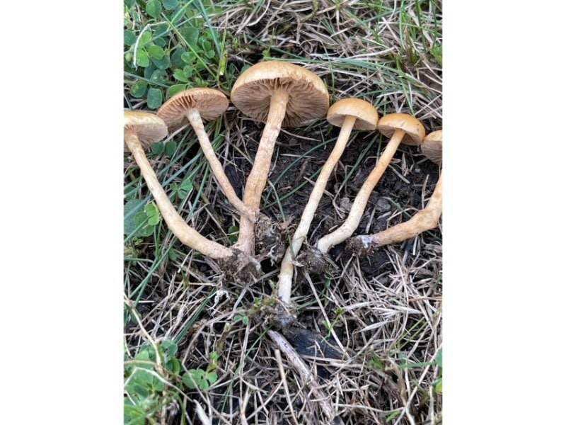 Agrocybe pediades