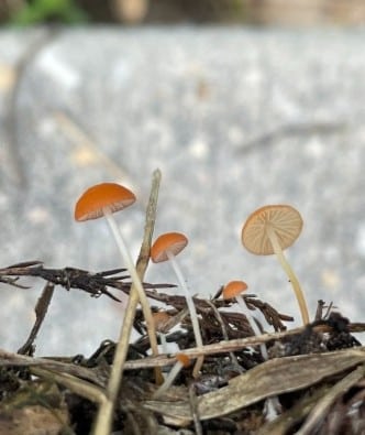 Marasmius sullivantii