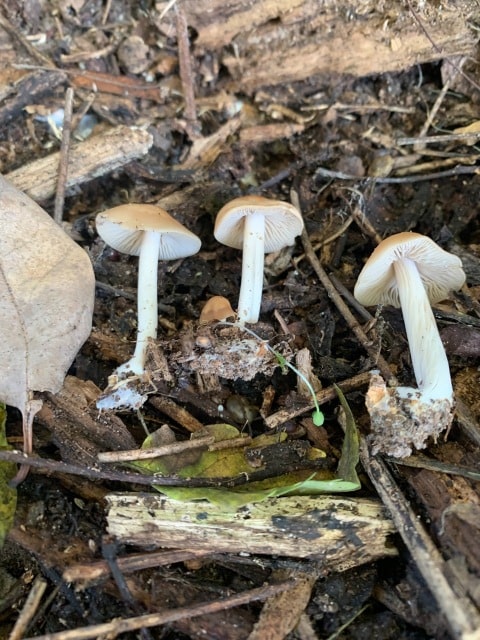 Marasmius nigrodiscus